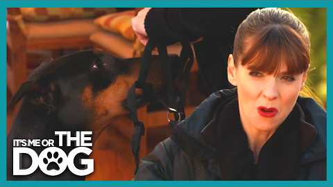 The Secret to Walking Strong Dogs Without Pulling | It's Me Or The Dog