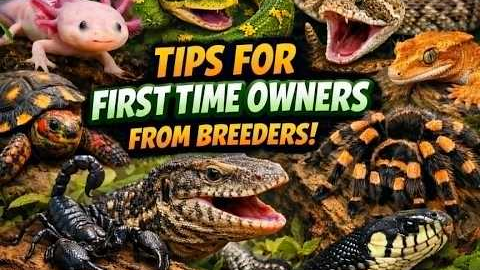 Thinking About Exotic Pets? Watch This FIRST!