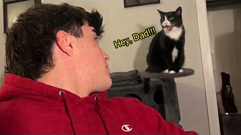 Cat Actually Can’t Stop Talking To His Owner! 🤣 Funny Cat Videos