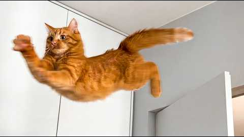 🐱 This Funny Cat Videos Will Instantly Make Your Day 100x Better
