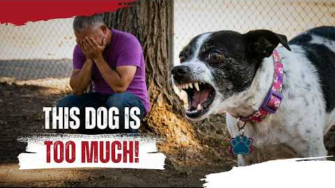 Blood in the Backyard | Cesar Millan’s Most Dangerous Dogs | Ep. 3