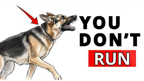 How to STOP A Dog Attack BEFORE It Happens!