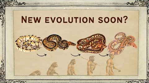 Are Multi Recessives Overworked? What's Next for Ball Pythons?