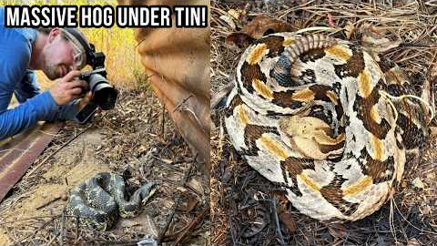 Insane Spring Herping in South Georgia! Massive Hognose, Basking Rattlesnakes, and More!