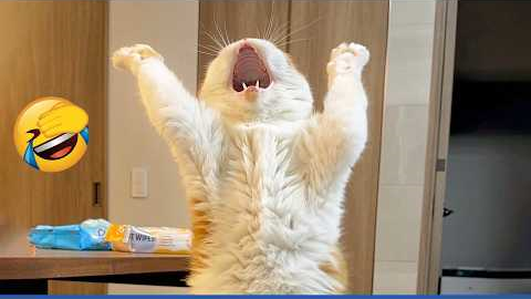Compilation New Funniest Cat Videos 🤣 Best of Funny Cat Videos
