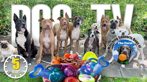 Entertaining Doggy Daycare TV - Ultimate Dog Video for Dogs To Watch - Dog Sounds Barking Squeak Toy