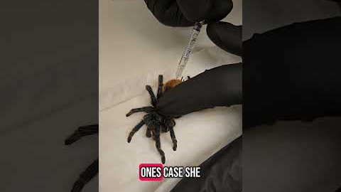 Tarantula Takes a Trip to the Vet