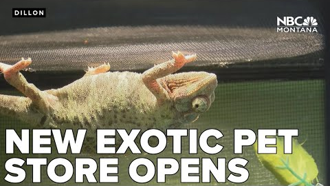 New Dillon pet store features dozens of exotic animals