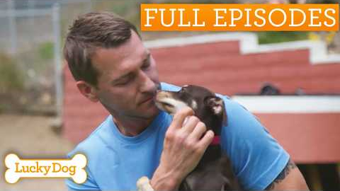 Timid Chihuahua-Mix Is Scared Of Everything! | Lucky Dog Double Episode