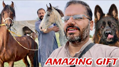 Amazing Gift 🎁 | German Shepherd dog ￼