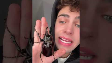 PET TOUR! 🐸 (please be aware these are all exotic pets are require specialist care)! I will have i