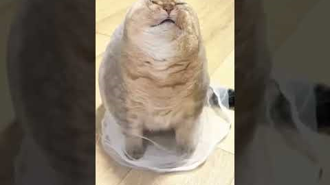 Funny cat moments 😂🐈|Funny cats|Cats video compilation🐱#funny #cat #pets #trynottolaugh