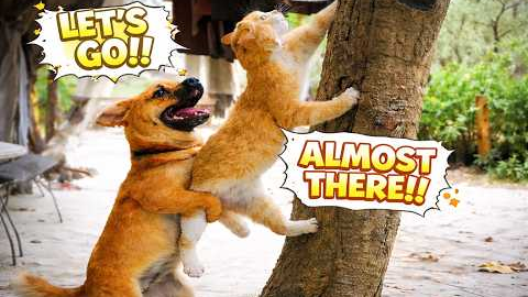 When Exotic Pets Act Overdramatic and Silly 😹🦜 Funniest Wild Moments