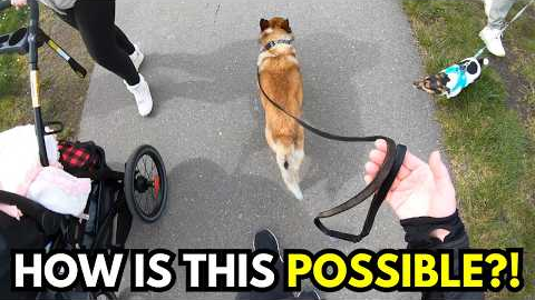 Real, UNCUT Dog Walk in a Busy Area (Loose Leash Walking in Real Life)