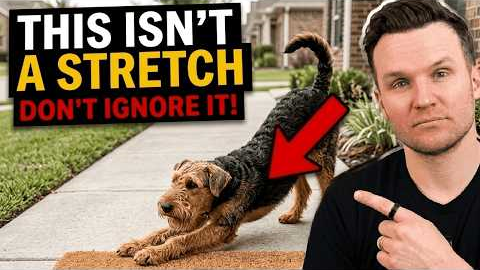 If Your Dog Stretches When They See You… This Is What It Really Means