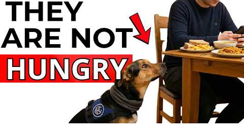 If Your Dog Stares While You Eat, STOP Ignoring Them- Dog training tips