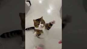 Funny Cats😀#shorts