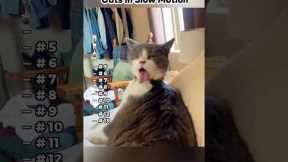 Part 86 | Funny Cats  in Slow Motion ! Funny cat videos #funnycats #funnyanimals #funnypets