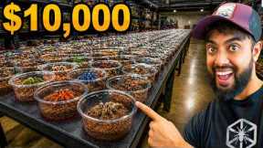 We Got First Pick of $10,000 in Tarantulas!