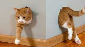 Get a Cat They Said, Life’s Never Boring 🤣 Funny Cat Videos 2025