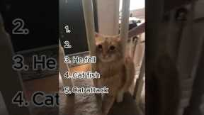Funniest Cat Fails You Cant Stop Laughing At