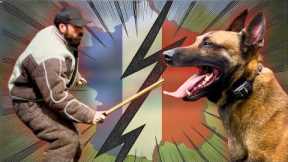 Decoying AND Handling My Malinois Before Competition! 