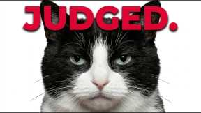 What Your Cat Truly Thinks of Your Life Choices 