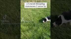 5 #sheepdog #dogtraining #dogwhistle #dog Top tips on sheepdog training