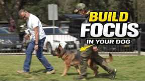 The Secret to Better Training - How to Build Focus with Your Dog