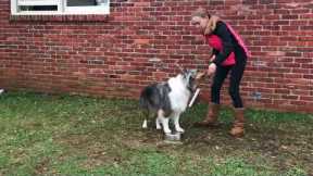 Teach your dog Orbit advanced tricks for dogs