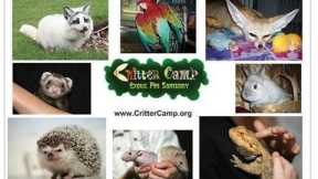 5 Exotic Facts About 5 Exotic Pets