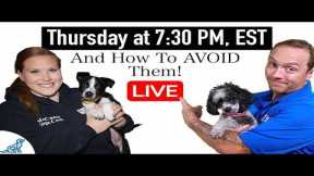 6 COMMON Puppy Training Mistakes That New Dog Owners Make