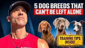 Top 5 Dog Breeds That Can’t Be Left Alone (Most People Get This Wrong)