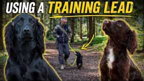 Spaniel Training: Using a Training Lead