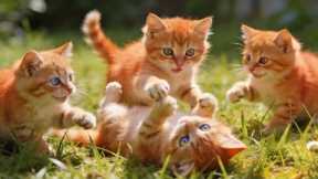 😻Beautiful Kittens Playing in front of the house | Funny Cat Videos | Hilarious Cat Compilation