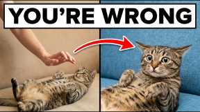 Why Your Cat Believes Your Love Is an Attack (And How to Fix It) 