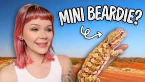 Top 5 Underrated Australian Reptiles...