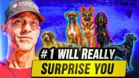 5 Gentle Giants That Are Shockingly Easy to Train