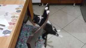 You Will Die Laughing At These FUNNY CATS 🤣 Funny Cat Videos