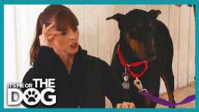 Stop Pulling! How to Teach Your Dog to Heel Using a Wall | It's Me Or The Dog