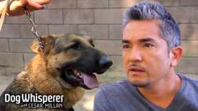 Wild Dog Refuses to be Leashed! | Dog Whisperer With Cesar Millan