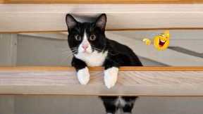 The FUNNIEST Cat Clips on the Internet 😂 SUPER Funny Cat Videos 2026