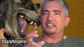 Uncontrollable Dingo Mix Terrorizes the Vet | Dog Whisperer With Cesar Millan