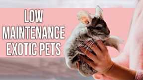 41 Low Maintenance EXOTIC Pets That Everyone Can Own!