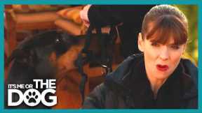 The Secret to Walking Strong Dogs Without Pulling | It's Me Or The Dog