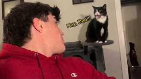 Cat Actually Can’t Stop Talking To His Owner! 🤣 Funny Cat Videos