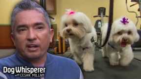 Cesar Gets Rowdy Little Malteses Into Shape! | Dog Whisperer With Cesar Millan
