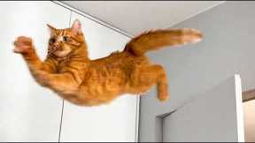 🐱 This Funny Cat Videos Will Instantly Make Your Day 100x Better