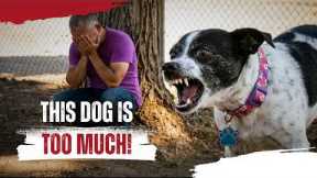 Blood in the Backyard | Cesar Millan’s Most Dangerous Dogs | Ep. 3