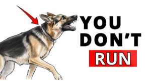 How to STOP A Dog Attack BEFORE It Happens!